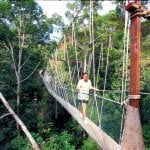 Hangbrug in Taman Negara